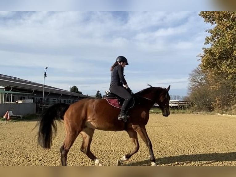 Westfale Stute 16 Jahre 163 cm Brauner in K&#xF6;ln