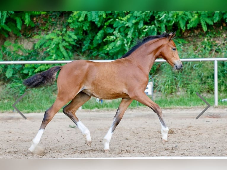 Westfale Stute 16 Jahre 163 cm Brauner in Brockum