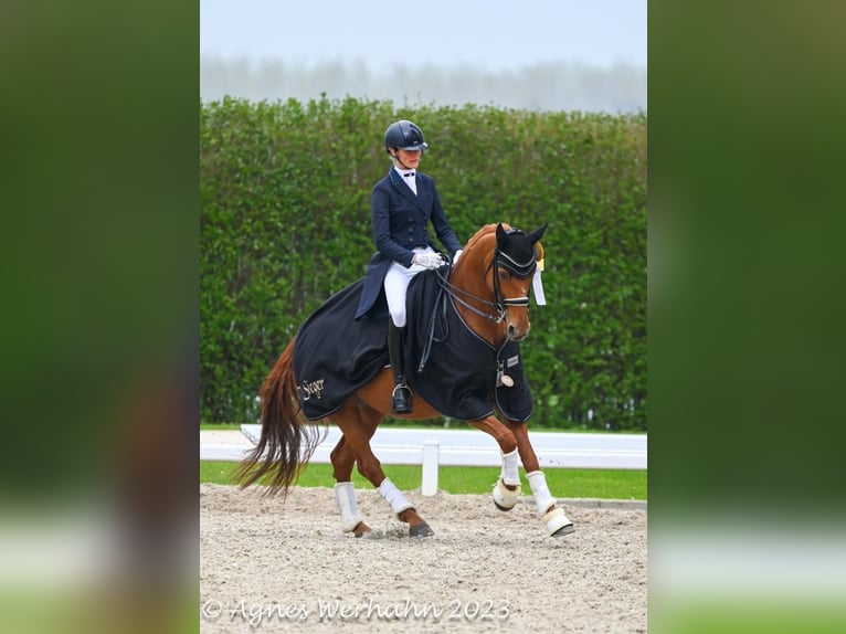Westfale Stute 16 Jahre 163 cm in Neuss