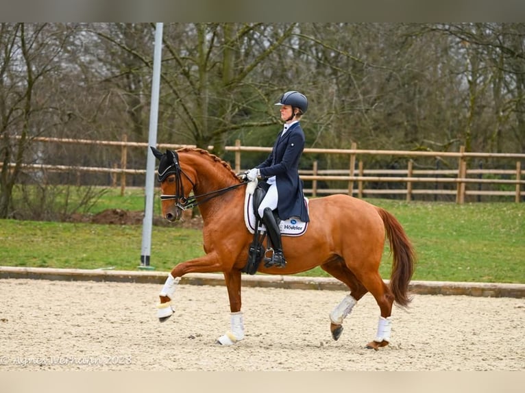 Westfale Stute 16 Jahre 163 cm in Neuss