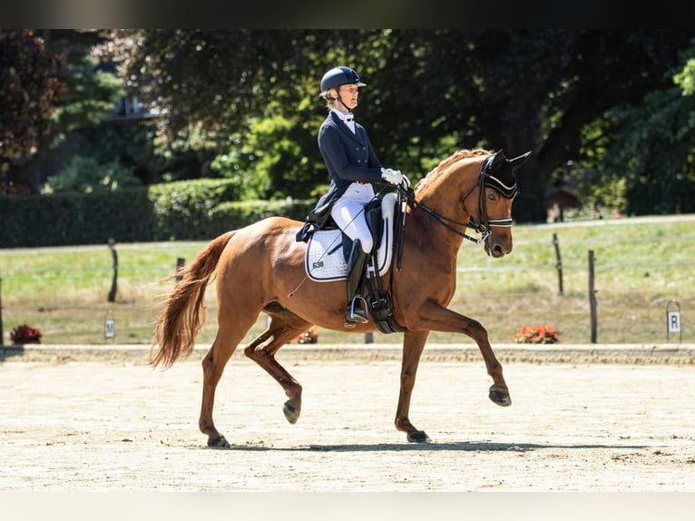 Westfale Stute 16 Jahre 163 cm in Neuss
