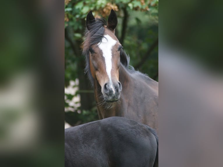 Westfale Stute 16 Jahre 164 cm Dunkelbrauner in Neuenkirchen-Vörden