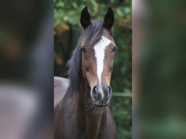 Westfale Stute 16 Jahre 164 cm Dunkelbrauner in Neuenkirchen-Vörden