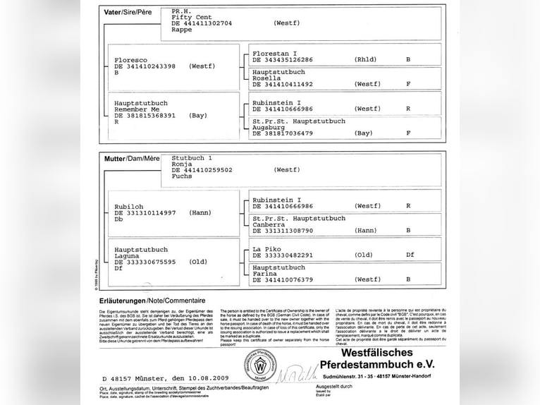Westfale Stute 16 Jahre 165 cm Brauner in Schenefeld