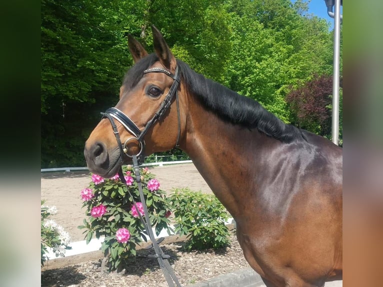 Westfale Stute 16 Jahre 165 cm Brauner in Schenefeld