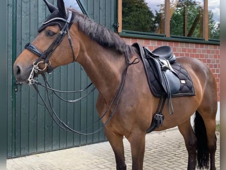 Westfale Stute 16 Jahre 165 cm Brauner in Schenefeld