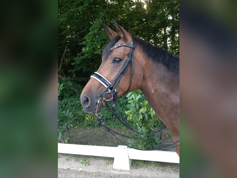 Westfale Stute 16 Jahre 165 cm Brauner in Schenefeld