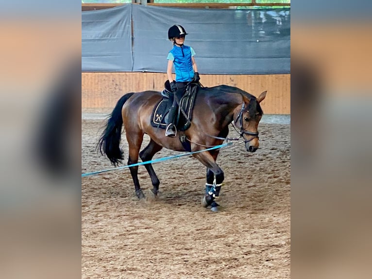 Westfale Stute 16 Jahre 165 cm Brauner in Schenefeld