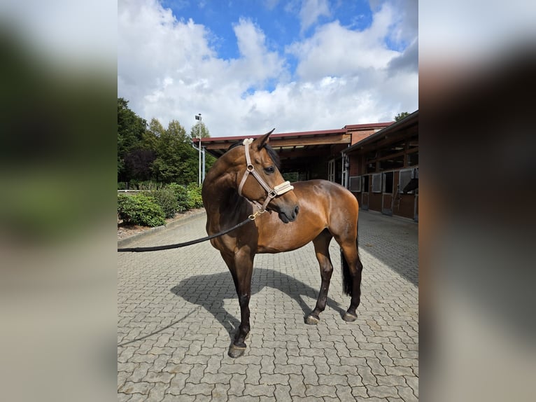 Westfale Stute 16 Jahre 165 cm Brauner in Schenefeld