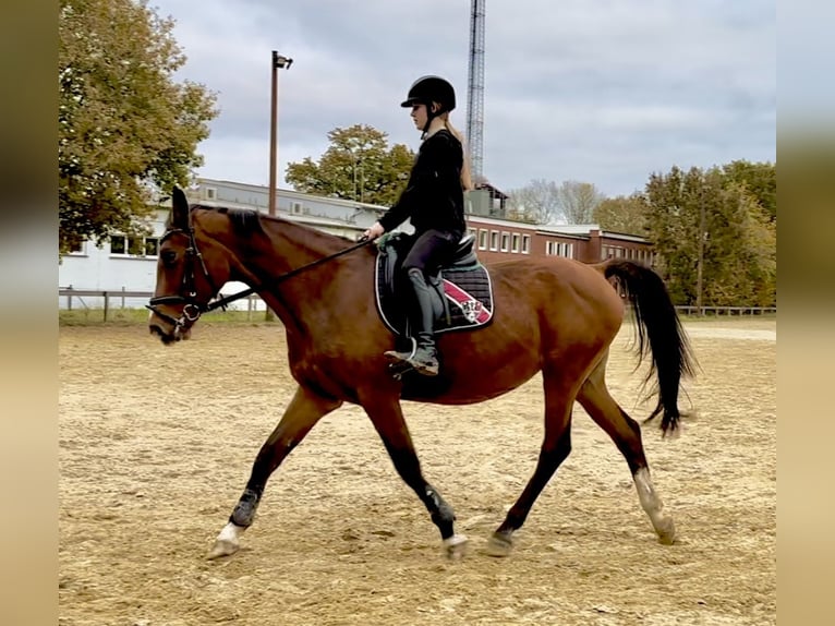 Westfale Stute 16 Jahre 165 cm Brauner in Osterholz-Scharmbeck