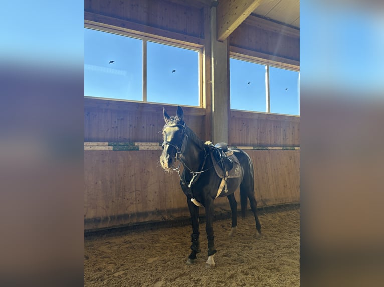 Westfale Stute 16 Jahre 165 cm Rappe in Stetten am kalten Markt