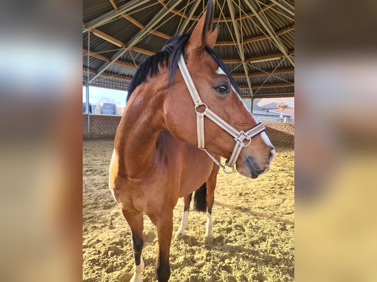 Westfale Stute 16 Jahre 166 cm Brauner in Viersen