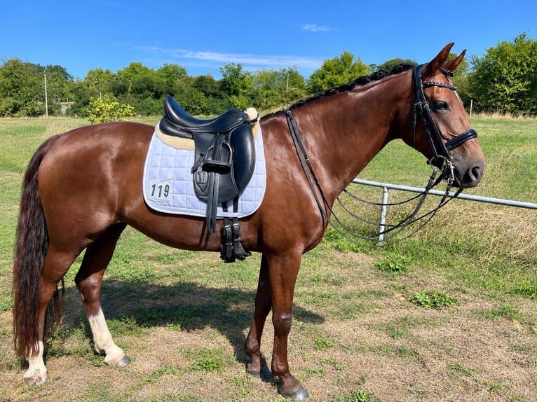 Westfale Stute 16 Jahre 166 cm Dunkelfuchs in Alsfeld