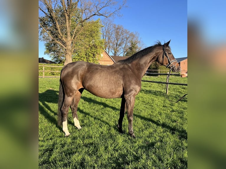 Westfale Stute 16 Jahre 166 cm Schwarzbrauner in Regesbostel