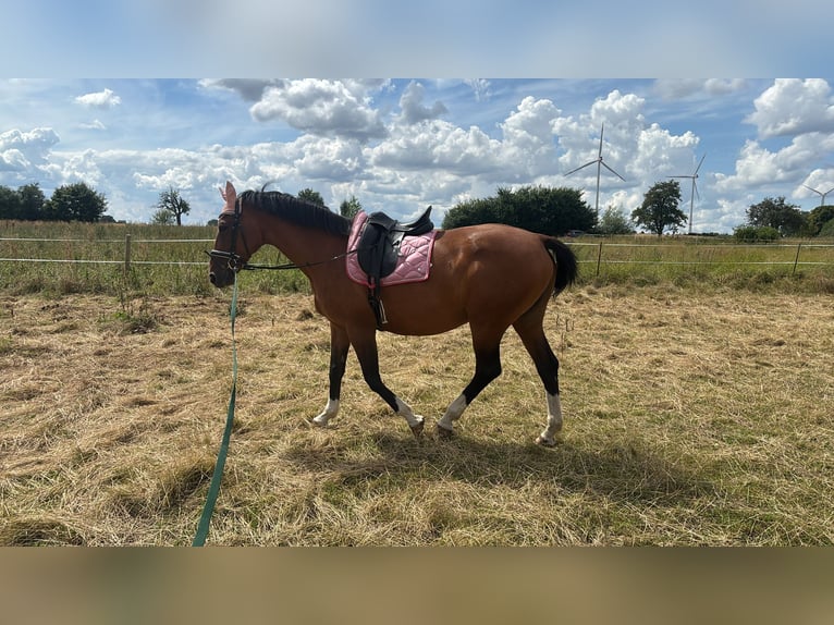 Westfale Stute 16 Jahre 167 cm Brauner in Nessetal