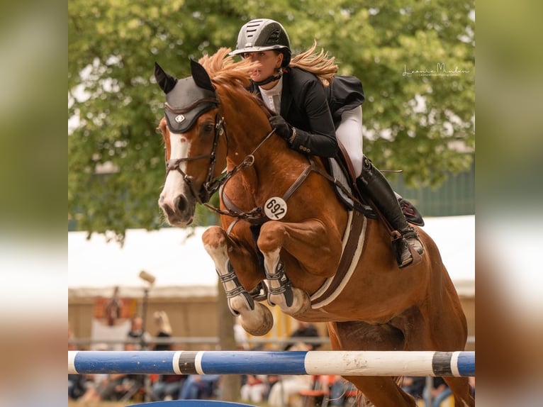 Westfale Stute 16 Jahre 167 cm Fuchs in Willich