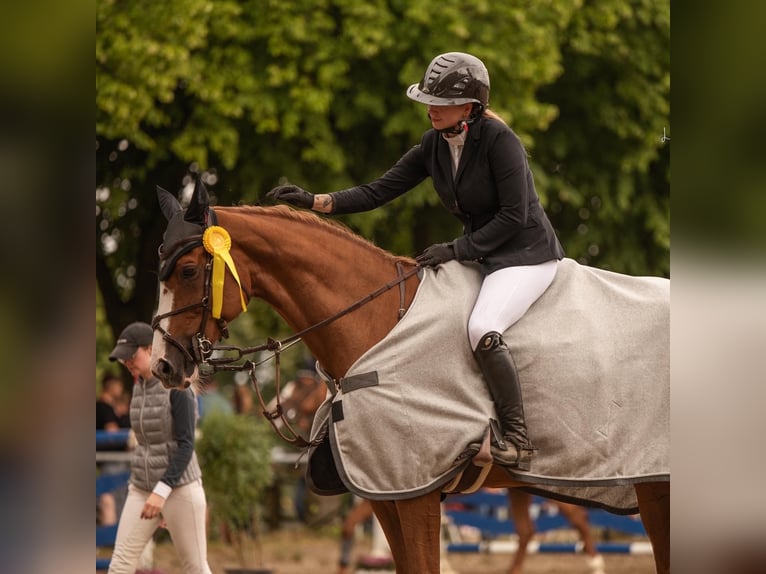 Westfale Stute 16 Jahre 167 cm Fuchs in Willich