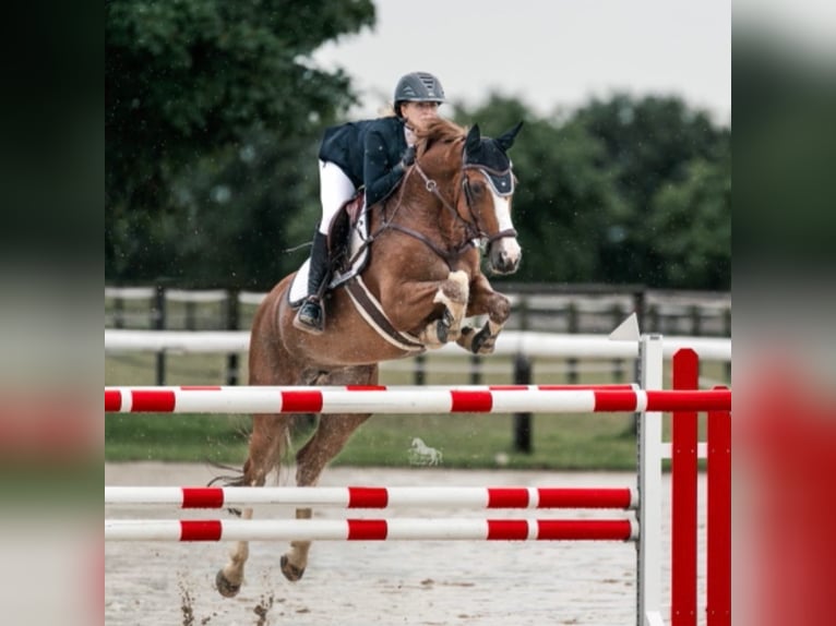 Westfale Stute 16 Jahre 167 cm Fuchs in Willich