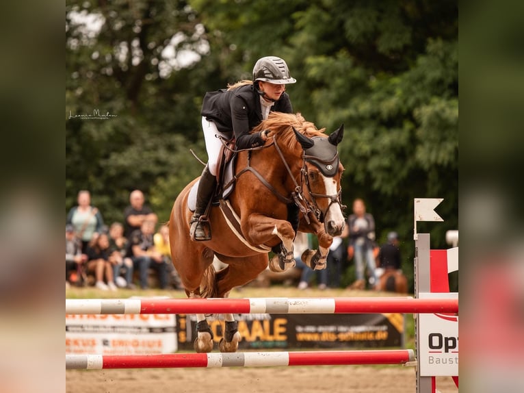 Westfale Stute 16 Jahre 167 cm Fuchs in Willich