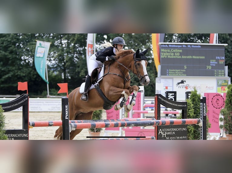 Westfale Stute 16 Jahre 167 cm Fuchs in Willich