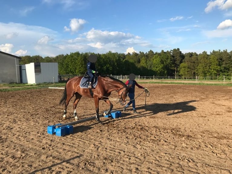 Westfale Stute 16 Jahre 168 cm Brauner in Forchheim