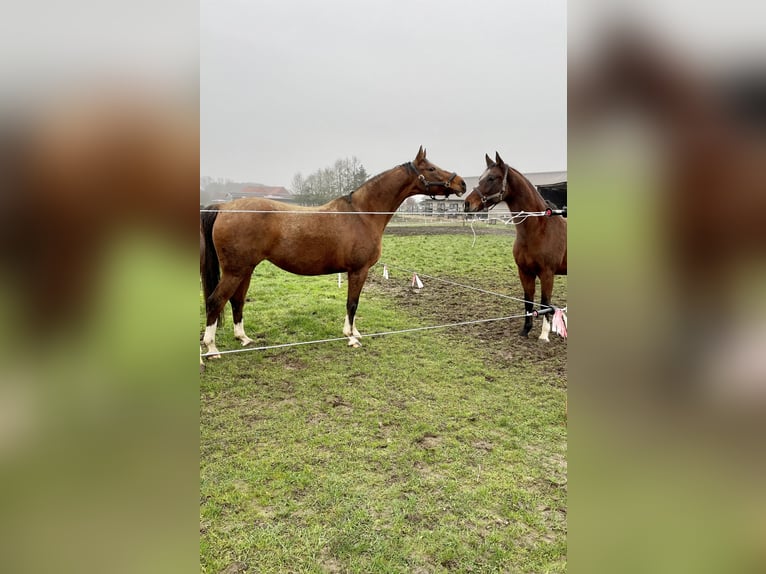 Westfale Stute 16 Jahre 168 cm Brauner in Versmold