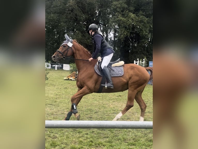 Westfale Stute 16 Jahre 168 cm Fuchs in Nortrup