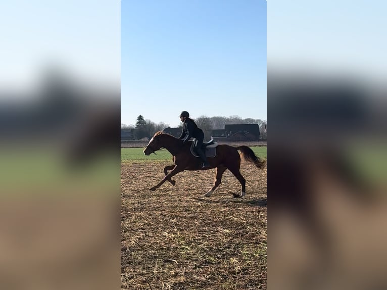 Westfale Stute 16 Jahre 168 cm Fuchs in Nortrup
