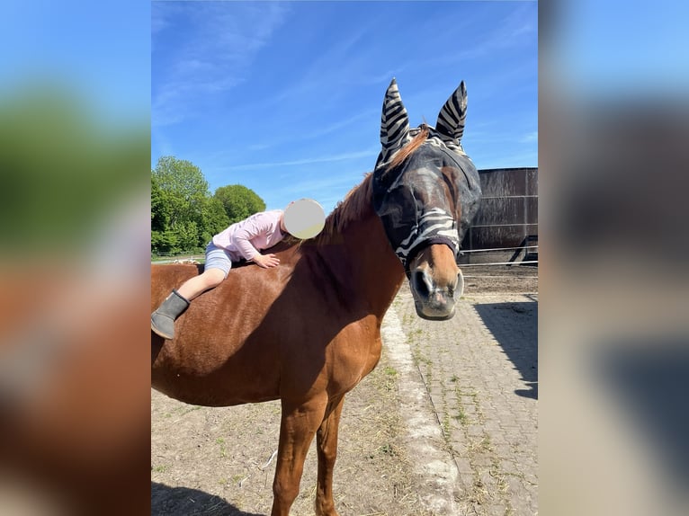 Westfale Stute 16 Jahre 168 cm Fuchs in Nortrup