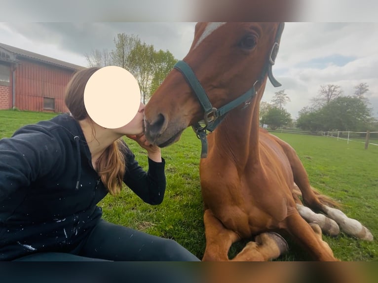 Westfale Stute 16 Jahre 168 cm Fuchs in Nortrup
