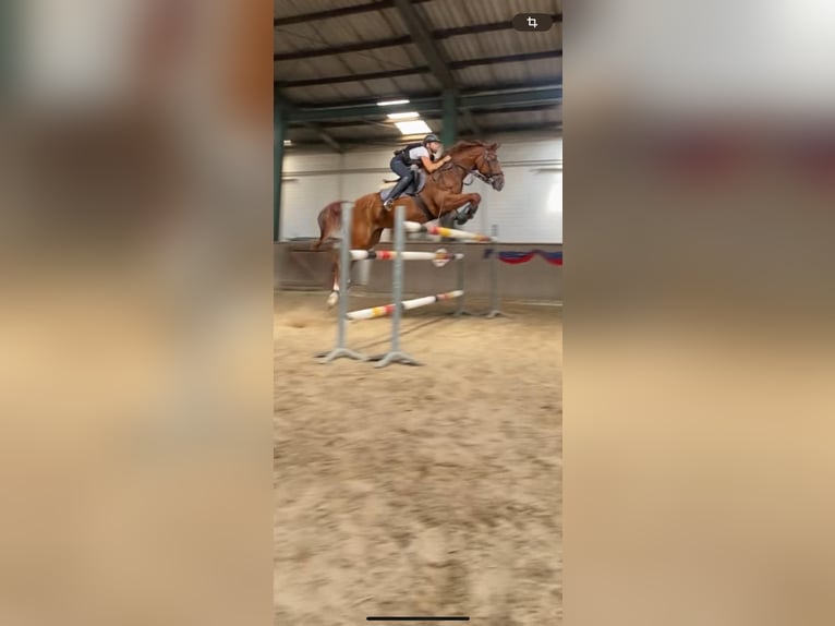 Westfale Stute 16 Jahre 168 cm Fuchs in Nortrup