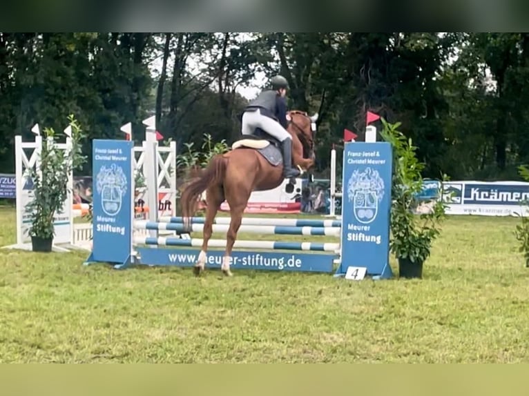Westfale Stute 16 Jahre 168 cm Fuchs in Nortrup