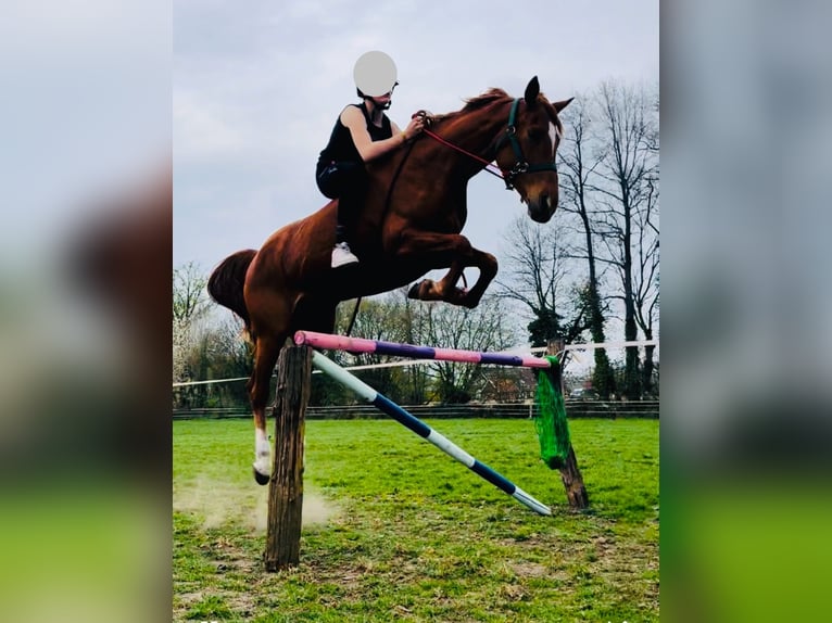 Westfale Stute 16 Jahre 168 cm Fuchs in Nortrup