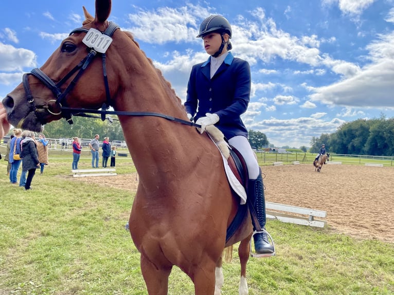 Westfale Stute 16 Jahre 168 cm Fuchs in Nortrup
