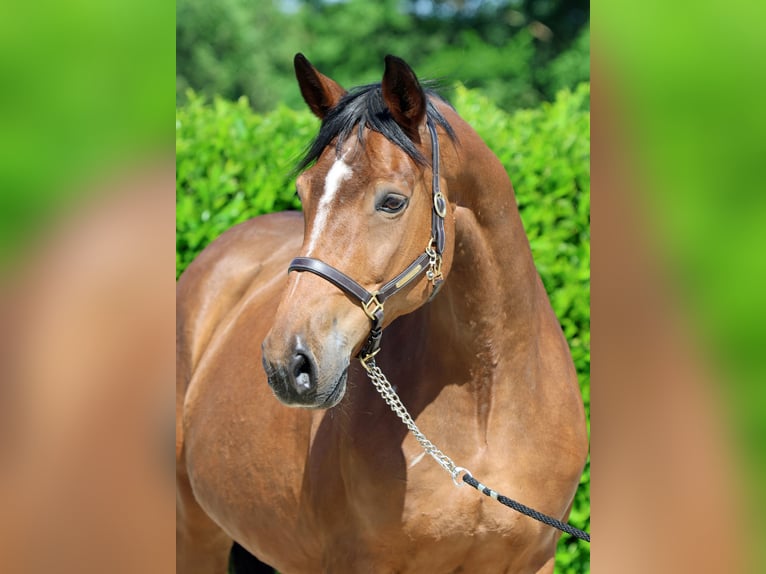Westfale Stute 16 Jahre 170 cm Brauner in Greven