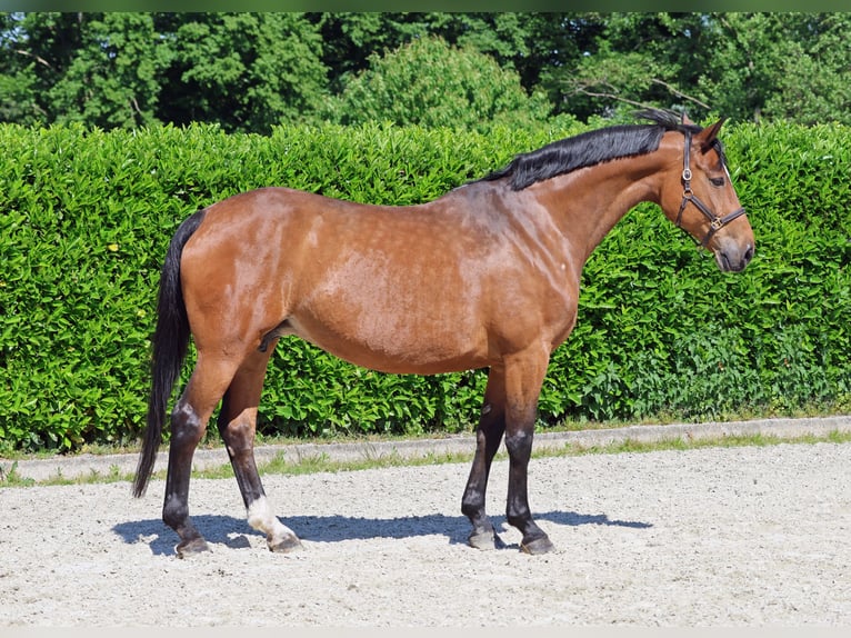 Westfale Stute 16 Jahre 170 cm Brauner in Greven