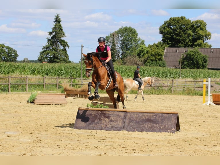 Westfale Stute 16 Jahre 174 cm Brauner in Ahlen