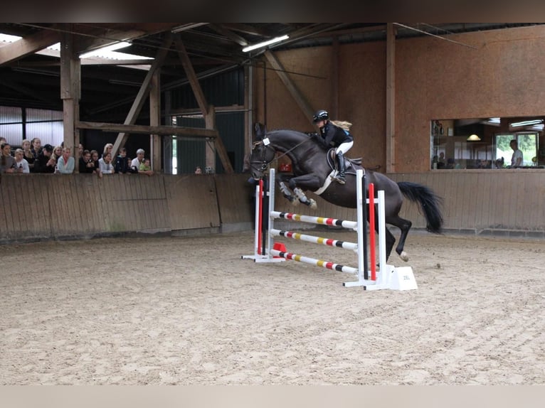 Westfale Stute 16 Jahre 174 cm Dunkelbrauner in Coesfeld