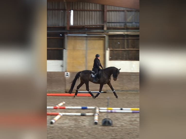 Westfale Stute 16 Jahre 175 cm Dunkelbrauner in Recke
