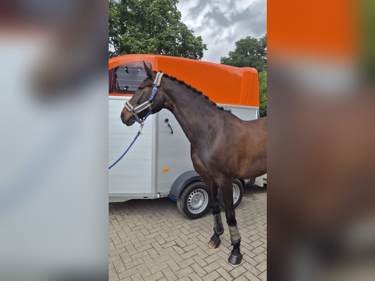 Westfale Stute 16 Jahre 175 cm Dunkelbrauner in Recke