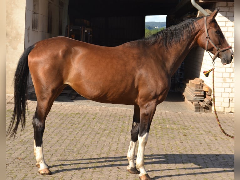 Westfale Stute 16 Jahre 180 cm Dunkelbrauner in Extertal