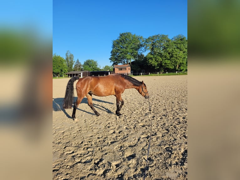 Westfale Stute 17 Jahre 163 cm Brauner in Hünxe