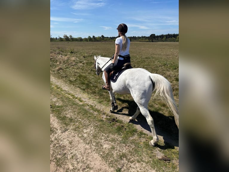 Westfale Stute 17 Jahre 163 cm Schimmel in Cuxhaven