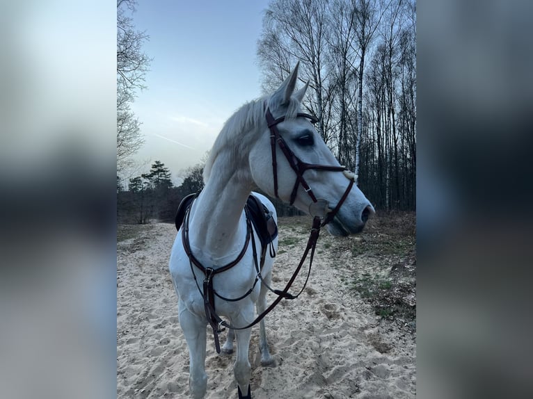 Westfale Stute 17 Jahre 163 cm Schimmel in Cuxhaven