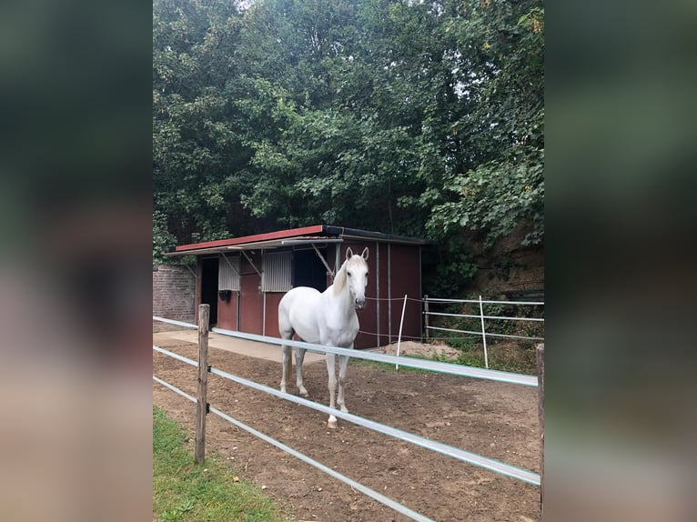 Westfale Stute 17 Jahre 163 cm Schimmel in Cuxhaven
