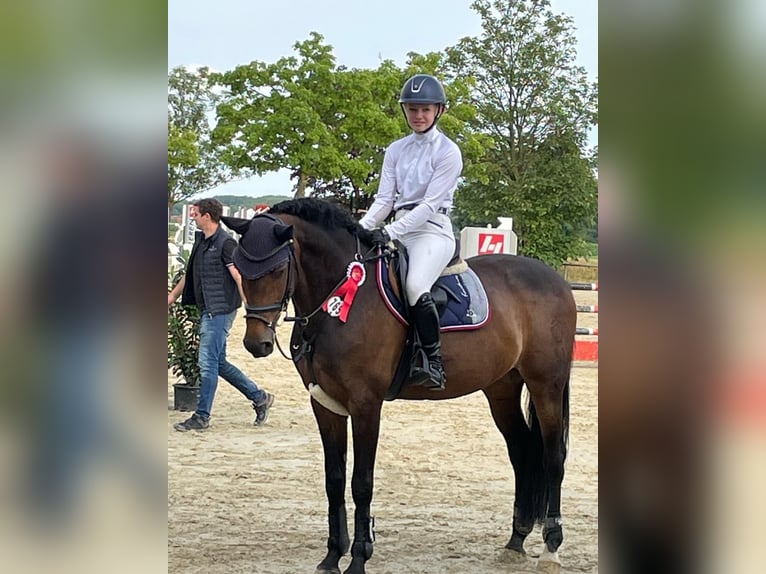 Westfale Stute 17 Jahre 165 cm Brauner in Sendenhorst