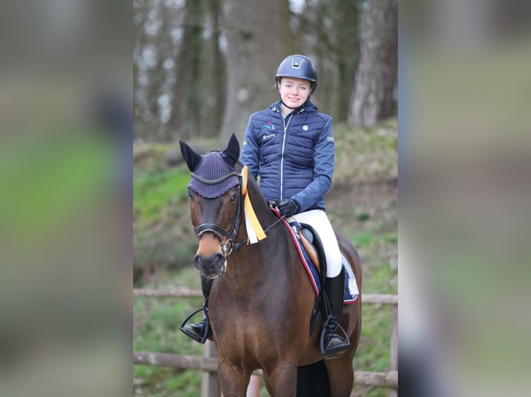 Westfale Stute 17 Jahre 165 cm Brauner in Sendenhorst