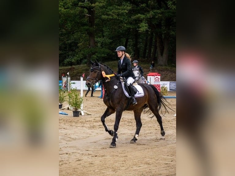Westfale Stute 17 Jahre 165 cm Brauner in Sendenhorst