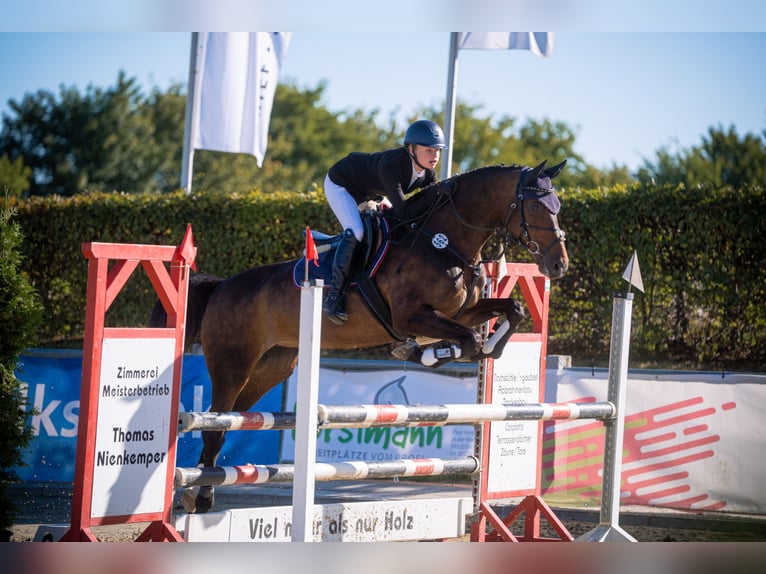 Westfale Stute 17 Jahre 165 cm Brauner in Sendenhorst