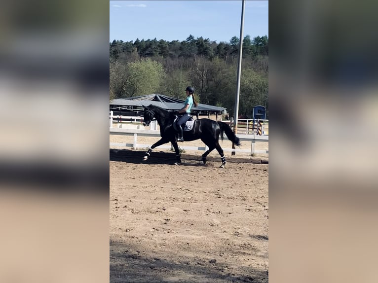 Westfale Stute 17 Jahre 165 cm Schwarzbrauner in Stolberg (Rheinland)